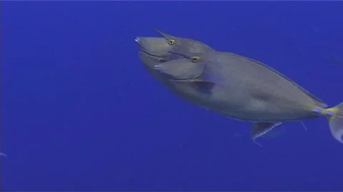Close Up Of Nose Unicornfishes Stock Footage 300064669