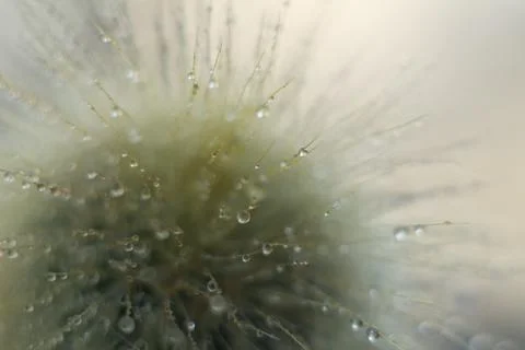 Close up of a Notocactus with dew drops Stock Photos