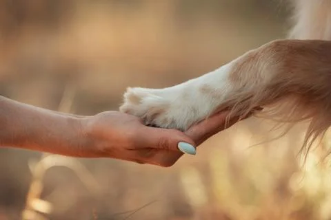 Close-up of a Nova Scotia Duck Tolling Retriever being gently held Stock Photos