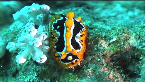 Close Up Of Nudibranch (Phyllidia ocellata) Red Sea Stock Footage 291387151