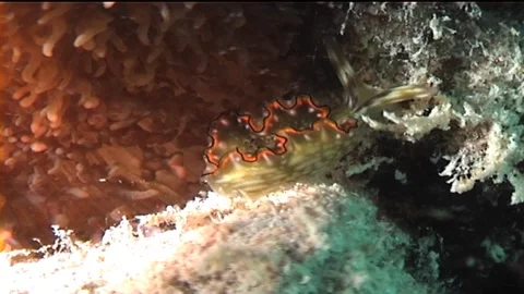 Close Up Of Nudibranch, Rusty Elysia (Elysia rufescens) Stock Footage 291387369