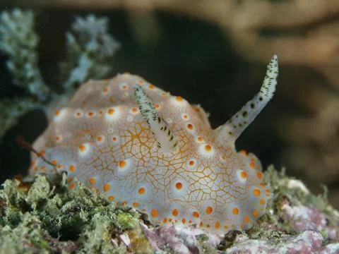 Close-up of a nudibranch with a striking dot pattern, Batangas Halgerda 스톡 사진
