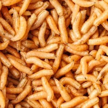 Close-up of numerous pale, segmented larvae Stock Photos