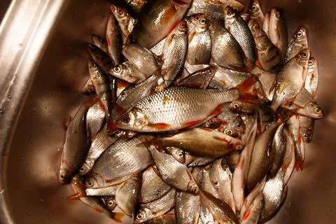 Close-up of numerous small fish in a stainless steel sink Stock Photos