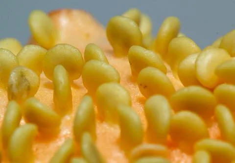 Close-up of numerous tiny, pale yellow seeds nestled together on an orange .. Stock Photos