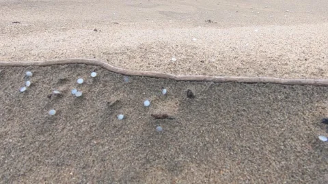 Close-up of nurdles (plastic pellets) pan across sandy ridge on beach sand Stock Footage 157287509