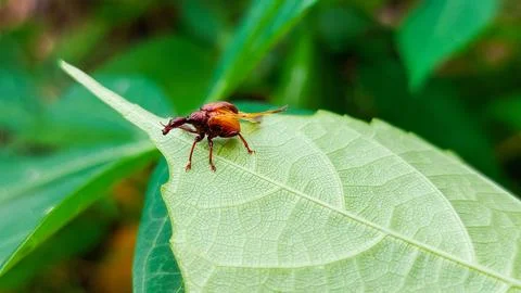 Close-up of a nut weevil on a green leaf, a pest of oak seeds. Stock Photos