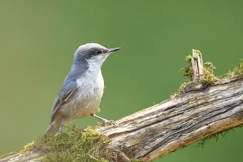 Close up of nuthatch on a branch. Stock Photos