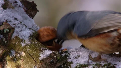 Close-up of nuthatch eating  a walnut on a branch in winter Stock Footage 323451236