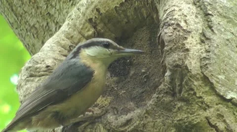 Close up of nuthatch on the edge of hole in tree, feeds young hatchlings 動画素材 15119691
