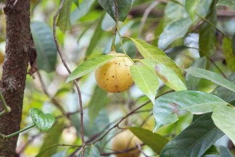 Close-up of nutmeg fruit hanging in a tree Stock Photos
