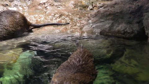 Close-up of a nutria diving and swimming on the surface Stock Footage 235453493