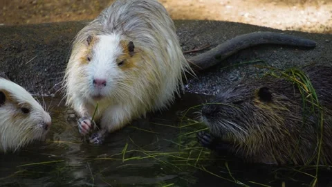 Close up nutria eating Stock Footage 254999831