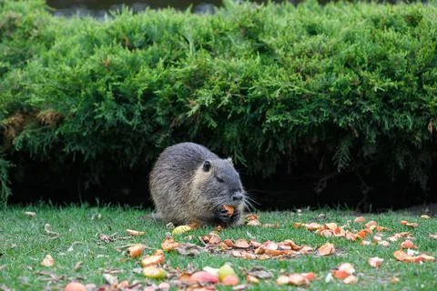 Close-up of nutria eats a piece of carrot in a city park Stock-Fotos