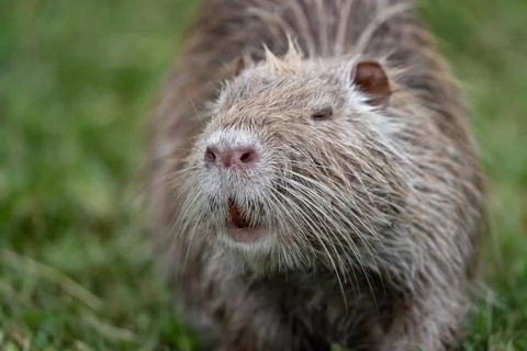 Close up of a nutria face in the grass Stock Photos
