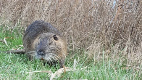 Close up of a nutria Stock Footage 171170531