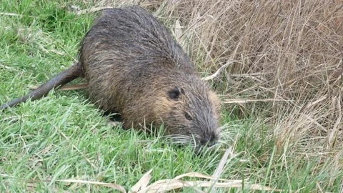 Close up of a nutria Stock Footage 171170569