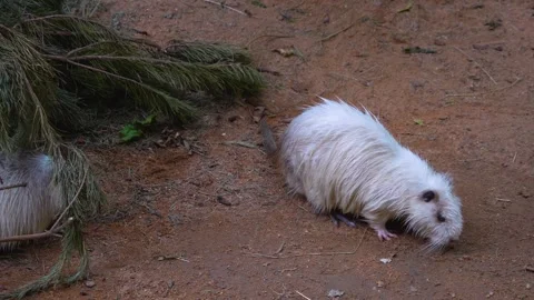 Close up of a nutria Stock-Footage 254124273