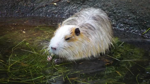 Close up of a nutria Stock Footage 254930659