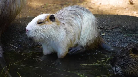Close up of a nutria Stock Footage 254930761
