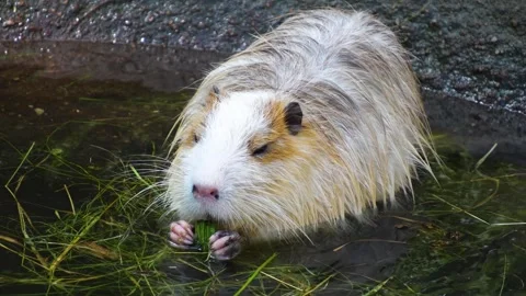 Close up nutria Stock Footage 254997435