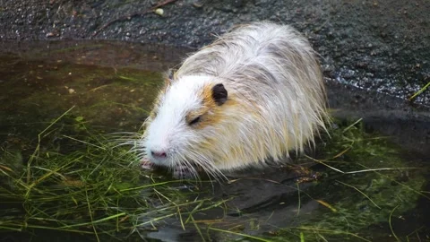 Close up of Nutria  Stock Footage 255011927