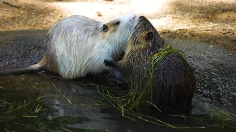Close up of Nutria  Stock Footage 255012650