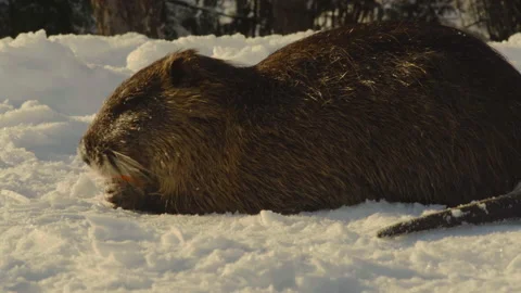 Close-up, nutria gnaws on a carrot sitting in the snow in a city park Stock Footage 201880976