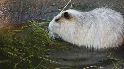 Close up nutria, roden Stock Footage 301883520