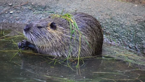 Close up nutria, roden Vídeo Stock 301885061