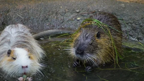 Close up nutria, roden Видео 301888321