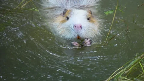 Close up nutria, roden Stock Footage 302109627