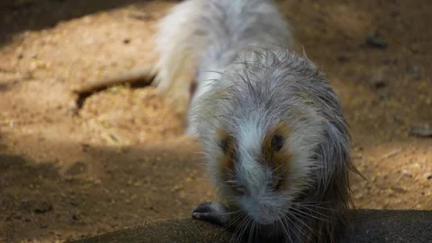 Close up nutria, roden Vídeos de archivo 302119024