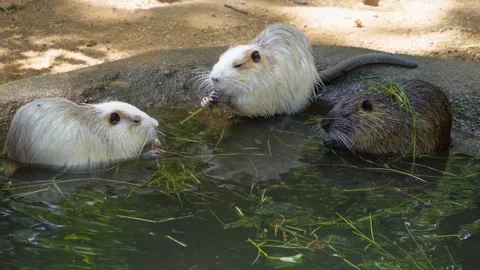 Close up nutria, roden 库存影片 302121151