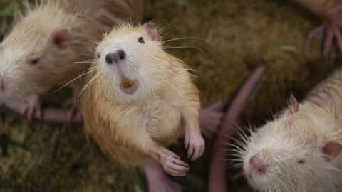 A close up of a Nutria rodent. Stock Footage 266521109