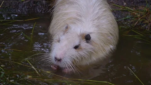 Close up of Nutria swimming Stock Footage 254295107