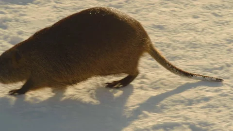 Close-up, nutria walking through the snow in the park in search of food Stock Footage 200981671