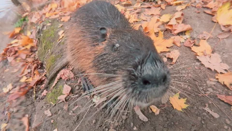 Close-up of Nutria wandering along riverside slope strewn with yellow fall Stock Footage 336097837