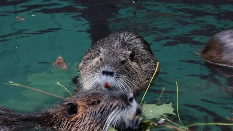 Close-up on nutria in water. The otter eats the green leaves of the trees. Stock Footage 163973313