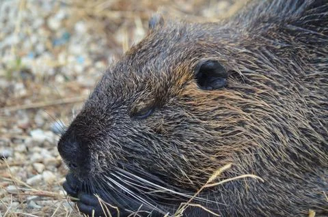 Close-up of a nutria's head Stock Photos