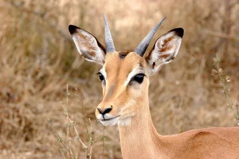 Close-Up of Nyala Antelope Stock Photos