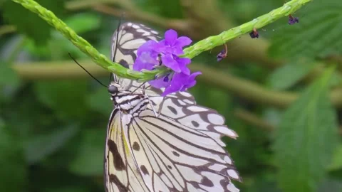  Close up of a nymph butterfly Stock Footage 245036824