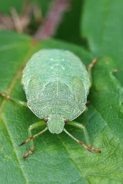 Close up of a nymph of the green shield bug, Palomena prasina Stock Photos