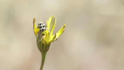 Close-Up o af Bug Crawling Around in Yellow Flower 스톡 동영상 85457483