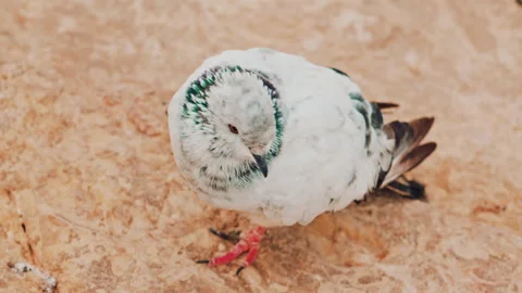 Close up o fa fluffy pigeon perched on a warm colored rock near the sea Stock Footage 322711641