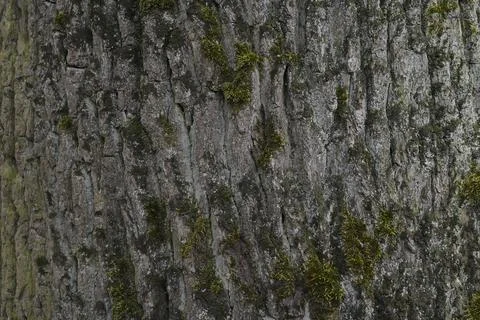 Close-up of oak bark with green moss. Stock Photos
