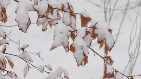 Close Up of Oak Branch with Dried Brown Leaves in Snowfall Video stock 332219746
