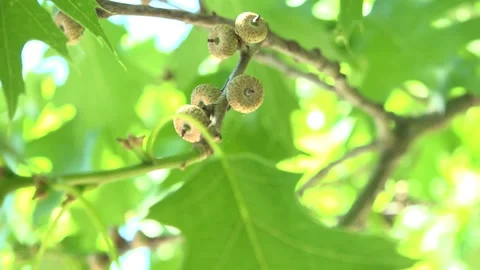 Close up of an oak leaf with acorns Stock Footage 155788171