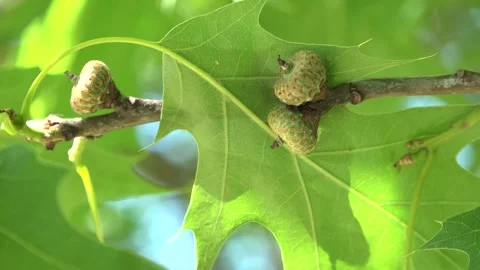 Close up of an oak leaf with acorns Stock Footage 155788178