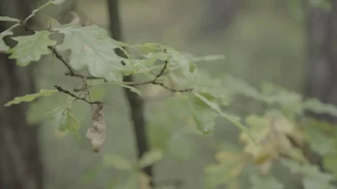 Close up of an oak leaf Stock Footage 74696712